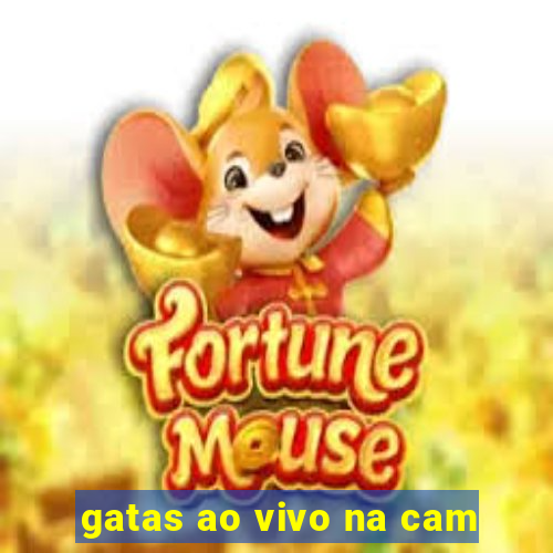 gatas ao vivo na cam